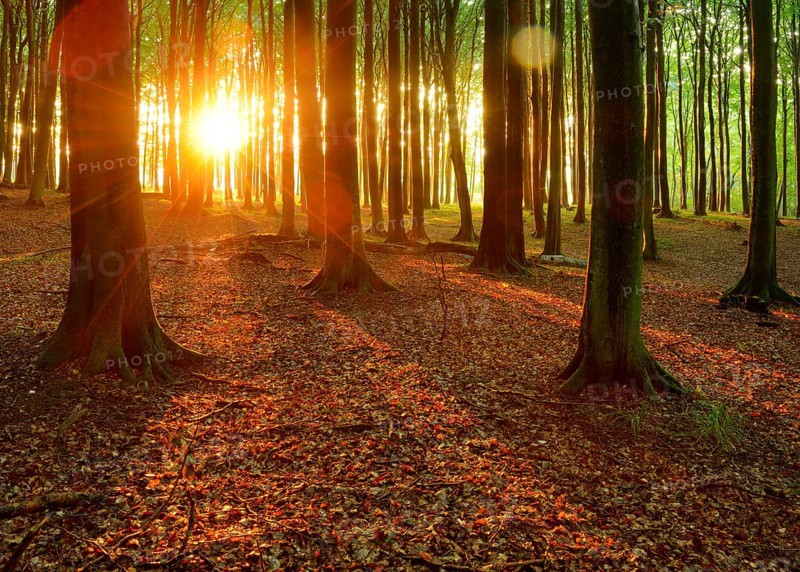 Natural beech forest at sunset