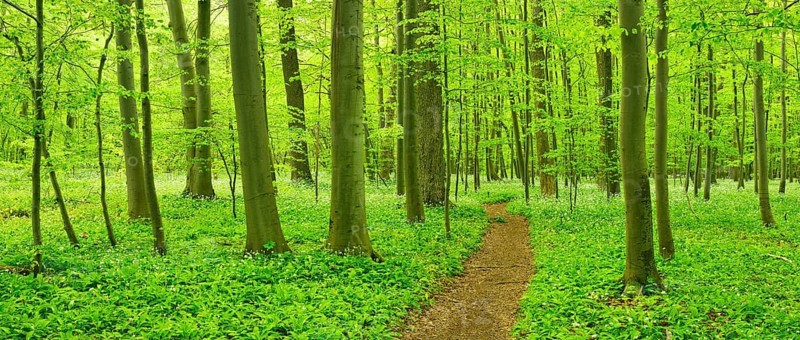 Hiking trail through semi-natural beech forest in spring