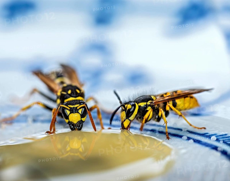 German wasps