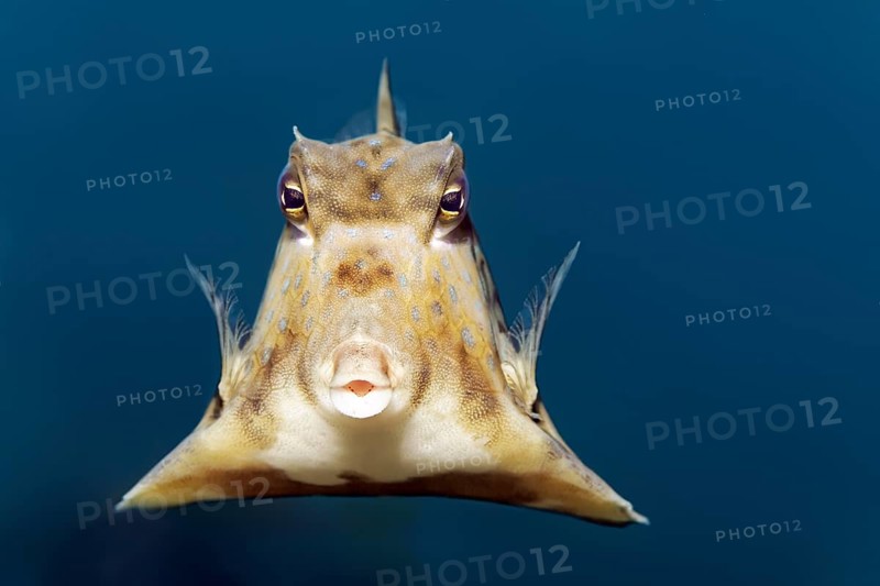 Humpback Turretfish