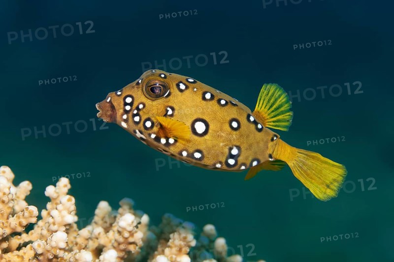 Yellow boxfish