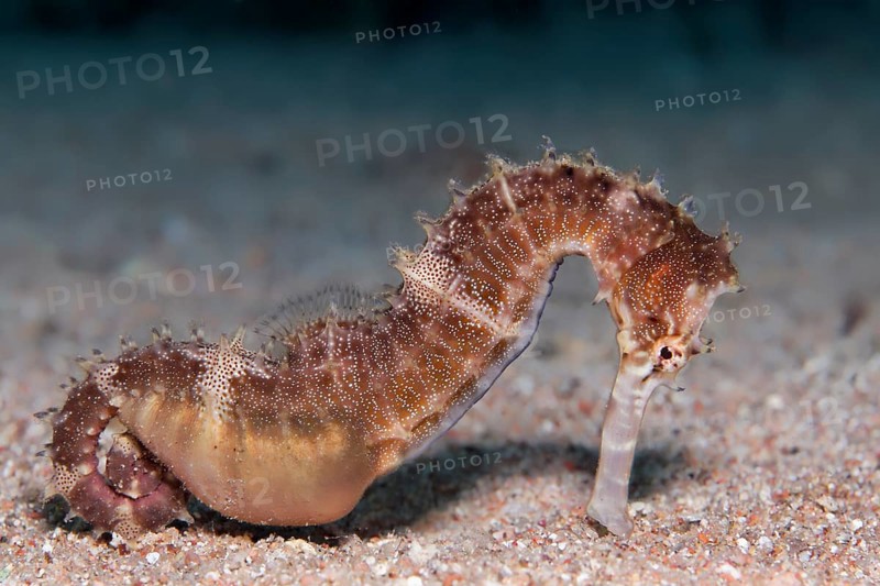 Spiny Seahorse