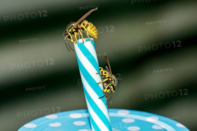 German wasps