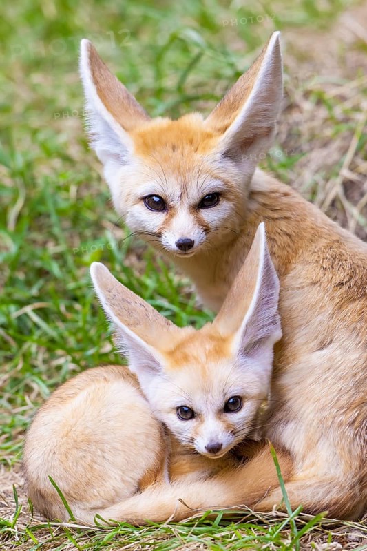 Fennec foxes