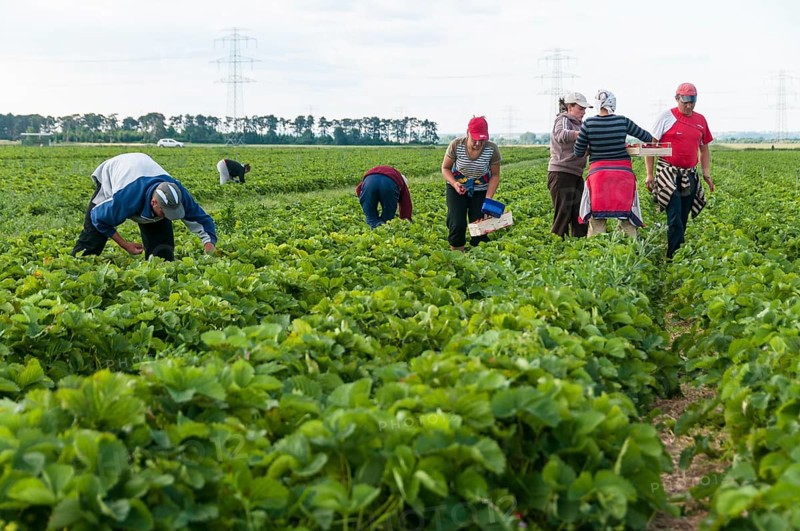 Strawberry harvest
