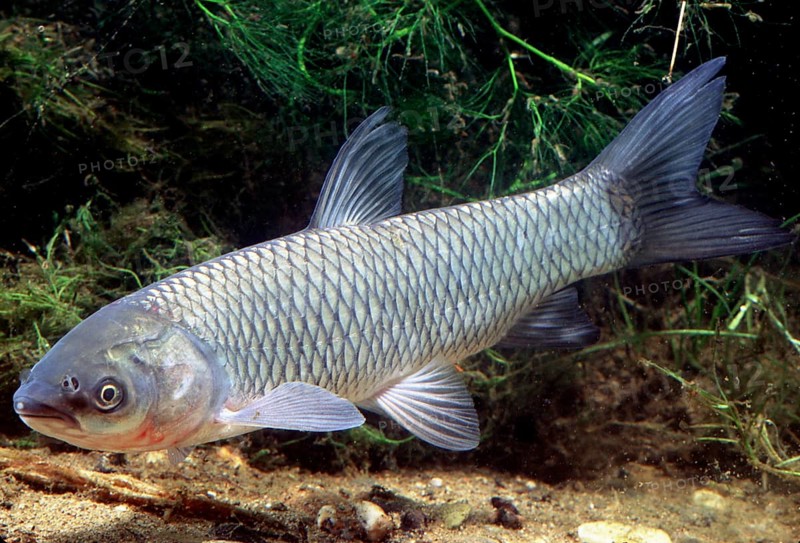 Grass Carp