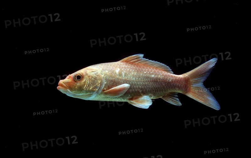 Ornemental koi carp