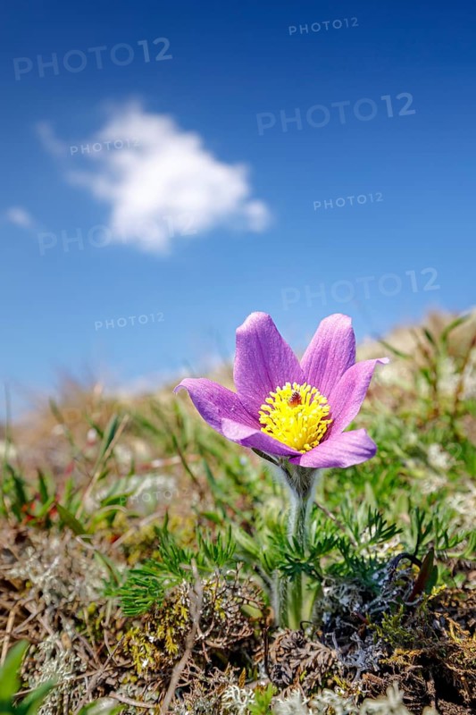 Pasque flower