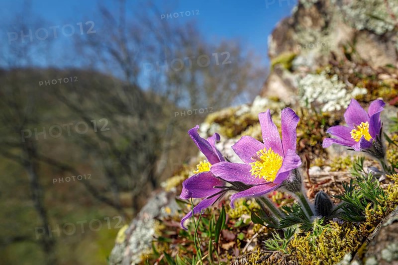 Pasque flowers