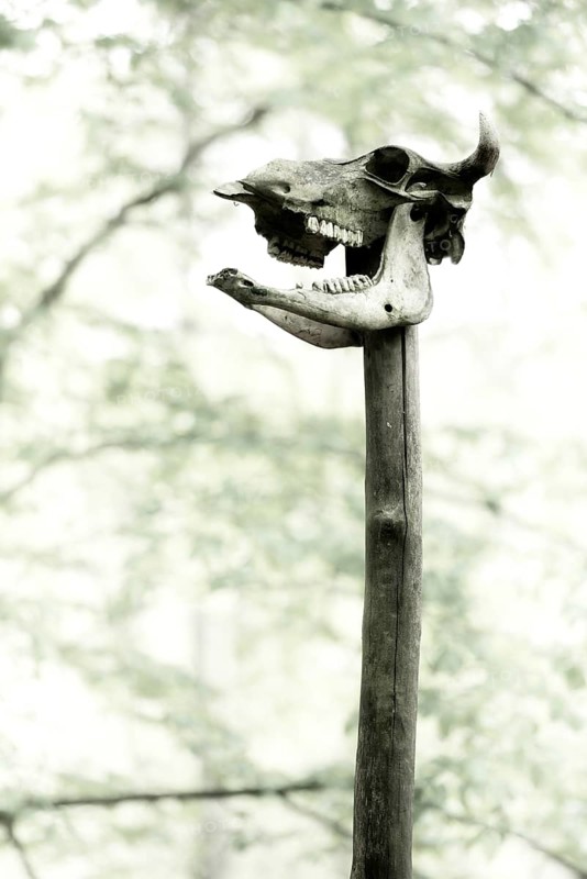 Cattle skull on post