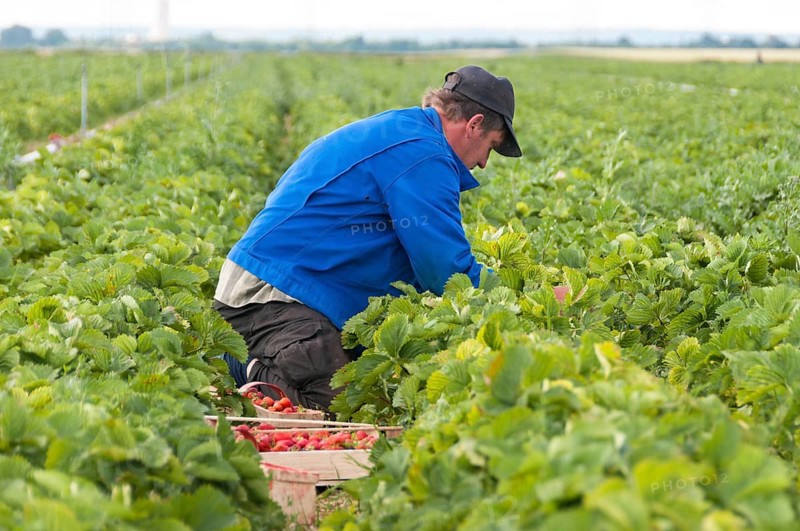 Strawberry harvest