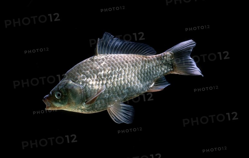 Crucian carp