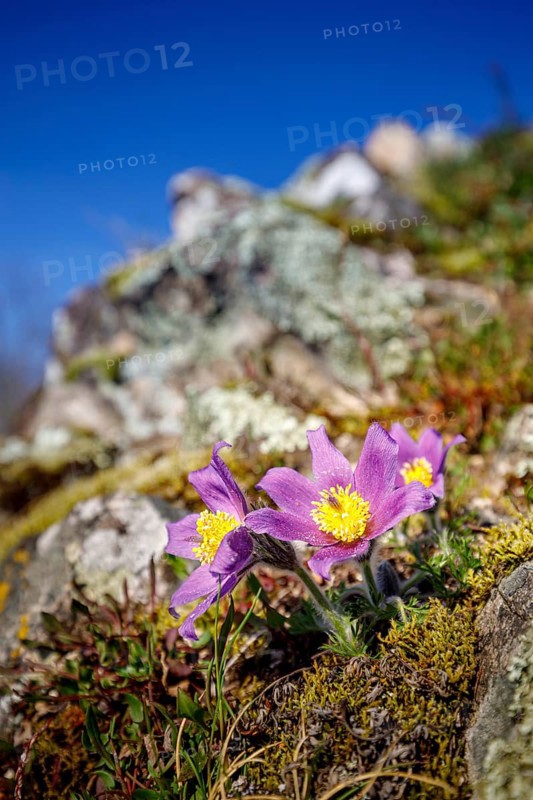 Pasque flowers