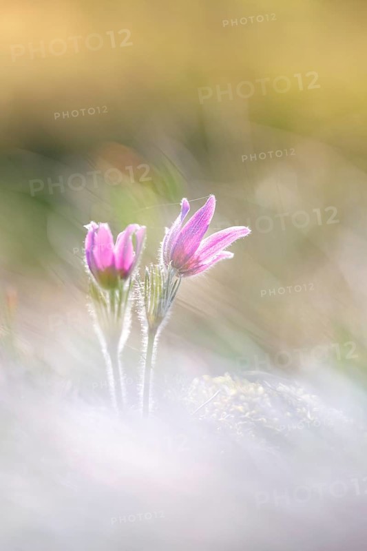 Pasque flowers