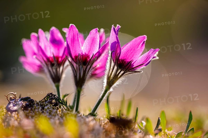 Pasque flower