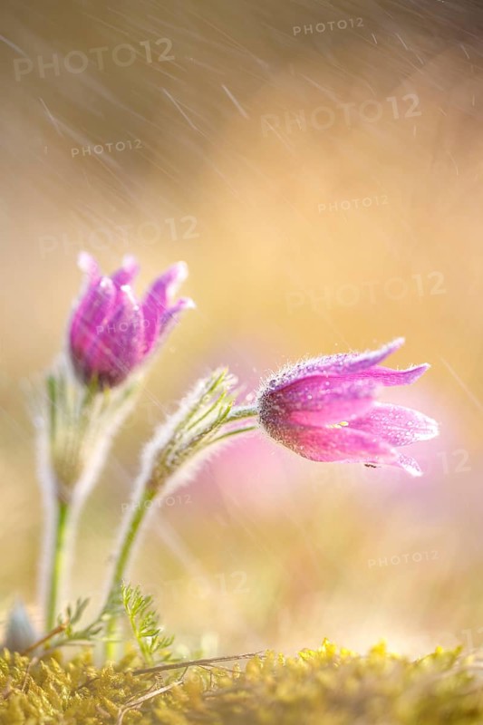 Pasque flower