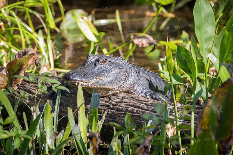 Juvenile American alligator