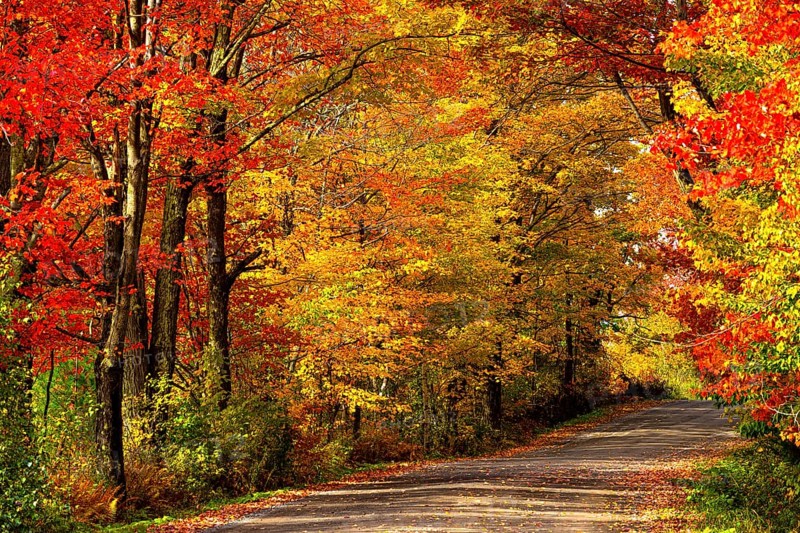 Dirt road through deciduous forest in autumn