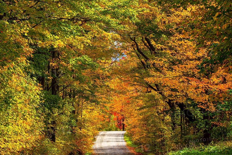 Path through deciduous forest in autumn