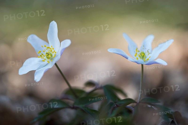 Wood Anemone