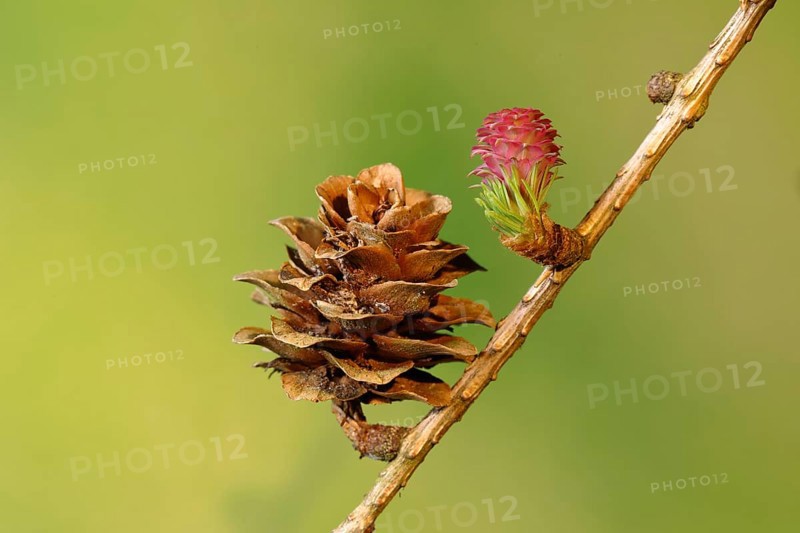 Female flower of larch