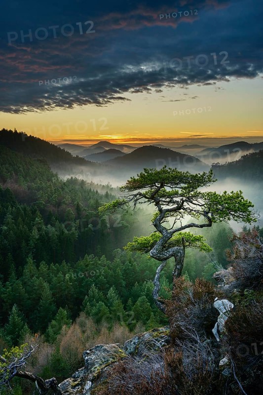 Palatinate Forest