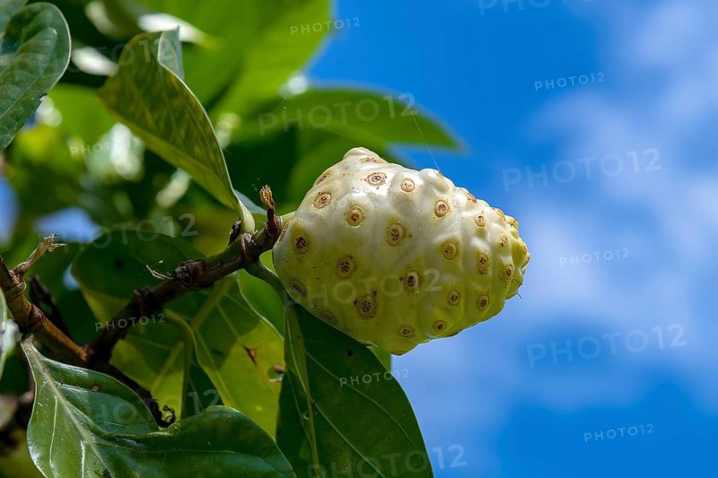 Noni fruit