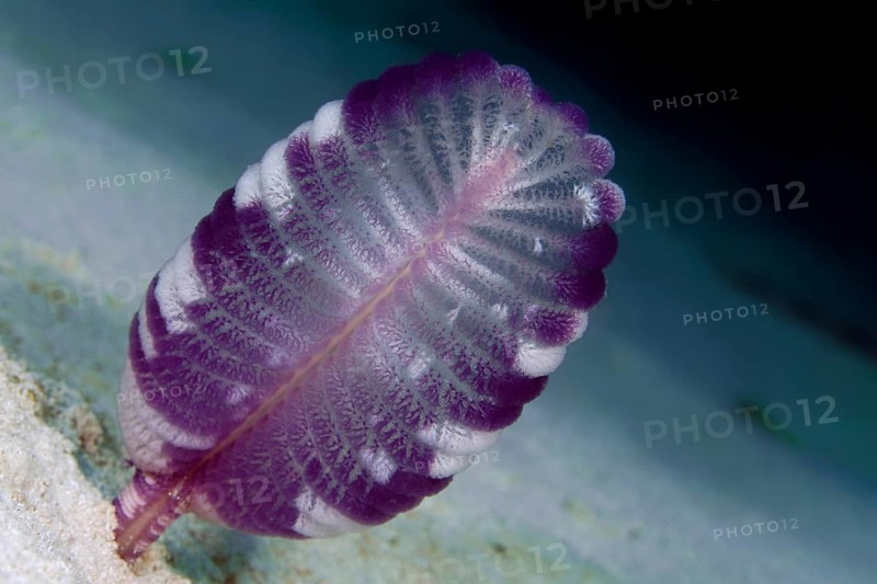 Purple Sea Feather