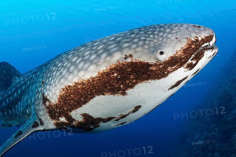 Whale shark