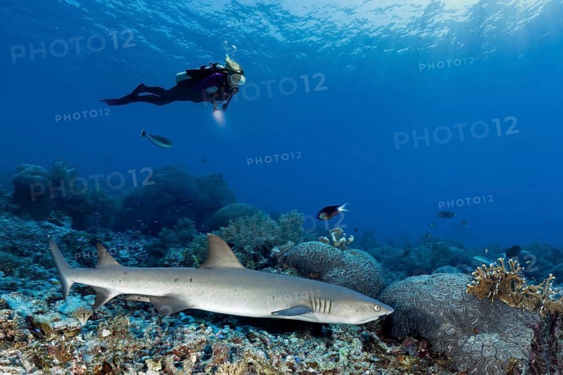 Diver observes Whitetip reef shark