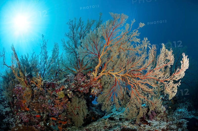 Reef drop-off with large Melithaea gorgonians