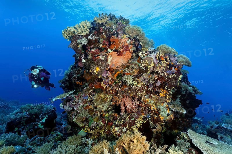 Diver views underwater landscape