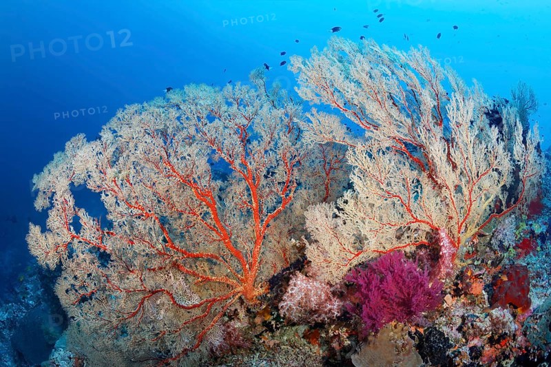 Coral reef with large Melithaea gorgonians