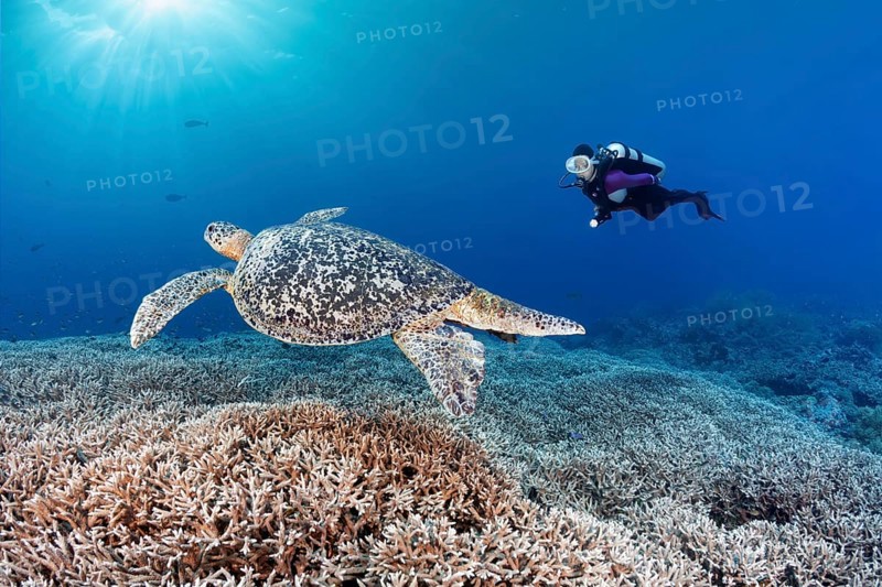 Diver observes Green turtle