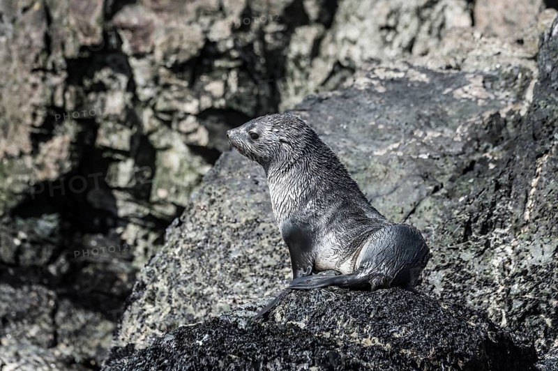 Young Antarctic Fur Seal