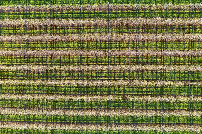 Apple tree plantation from above