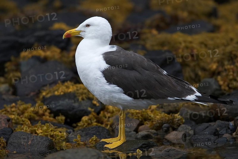 Lesser black-backed gull