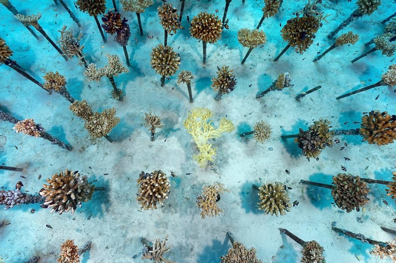Coral breeding of stony corals