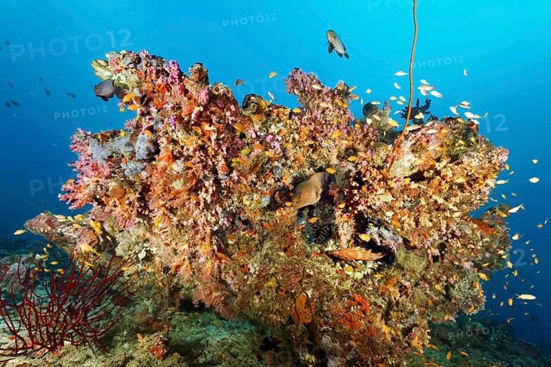 Giant Moray moray