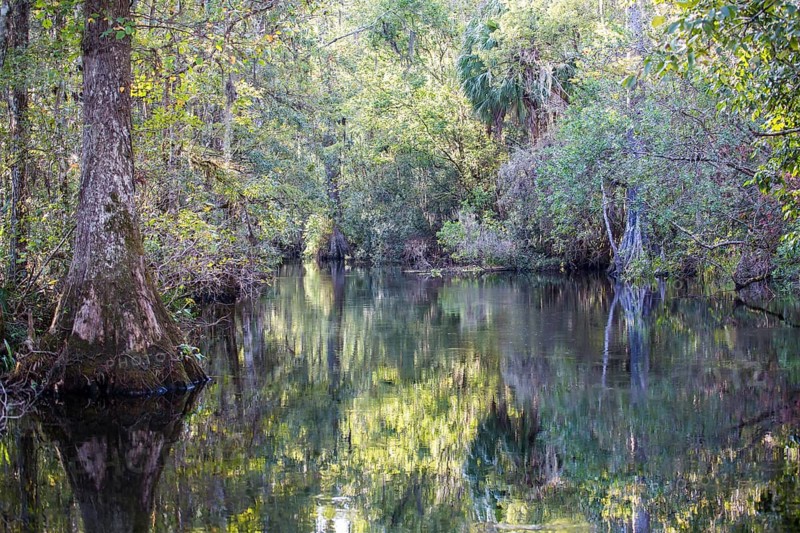 Swampland near fresh water spring Wakulla Springs