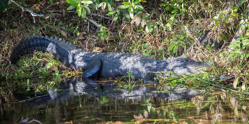 American alligator