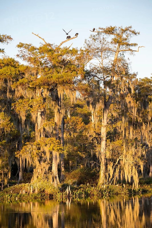 Cypresses