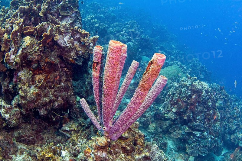 Purple stovepipe sponge