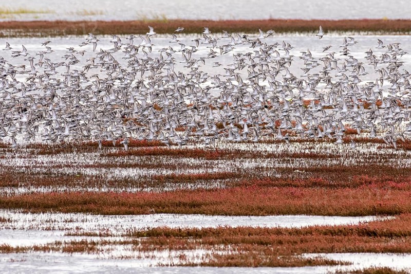 Dunlin