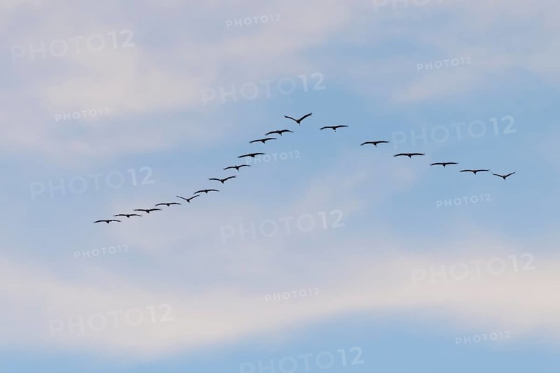 Common cranes