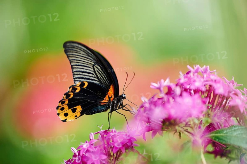 Scarlet Mormon or red Mormon