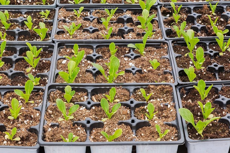 Young lettuce plants