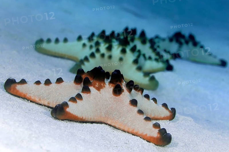 Chocolate Chip Starfish