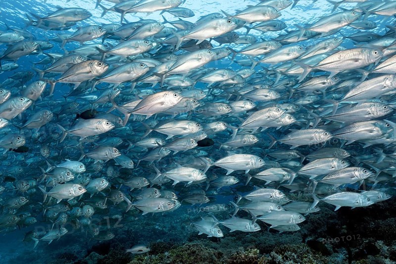 Swarm Bigeye trevallies