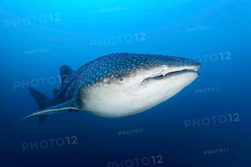 Whale shark